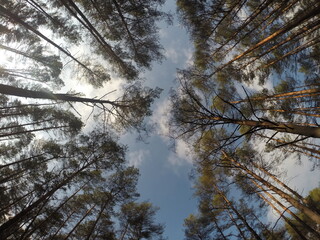 trees in the forest © Sieku Photo