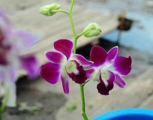 purple tropical orchid flower blooming with green leaves