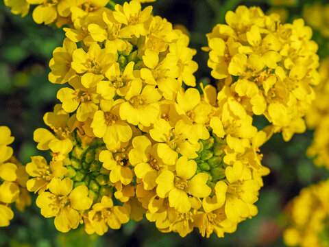 Closeup Of Yellow Flowers And Buds Of Basket-of-gold, Aurinia Saxatilis, From Above