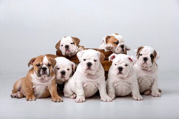 Little English Bulldog puppies on a white background