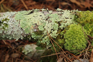 Lichen and moss