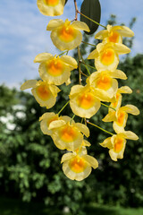 Lindley's Dendrobium (Dendrobium lindleyi) in greenhouse