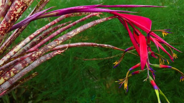 Red inflorescence of a tropical plant (Billbergia saundersii) in a greenhouse. Motorized dolly slider shot.