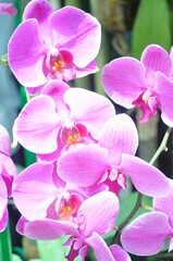 Fototapeta na wymiar purple tropical orchid flower blooming with green leaves