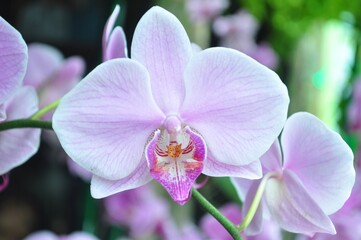 Fototapeta na wymiar purple tropical orchid flower blooming with green leaves