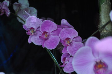 purple tropical orchid flower blooming with green leaves