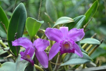 purple tropical orchid flower blooming with green leaves