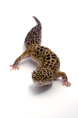 Leopard gecko in isolated white background
