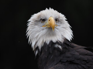 Weißkopfseeadler, portrait vor schwarzem hintergrund, Haliaeetus leucocephalus