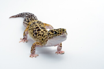 Leopard gecko in isolated white background