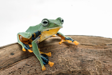 Green flying frog isolated in white background