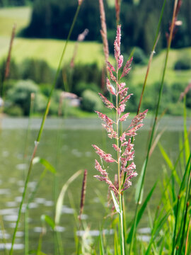 Phalaris arundinacea Reed grass