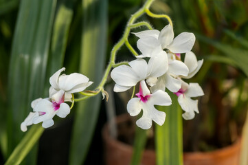 Fototapeta na wymiar Calanthe Orchid (Calanthe vestita) in greenhouse