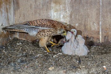 Turmfalke (Falco tinnunculus) Weibchen füttert Junge im Nistkasten
