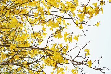 yellow nature