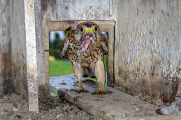 Turmfalke (Falco tinnunculus) Weibchen mit Beute im Nistkasten