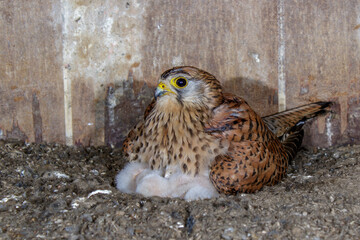 Turmfalke (Falco tinnunculus) Weibchen im Nistkasten