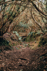 Bridge in the middle of a forest path