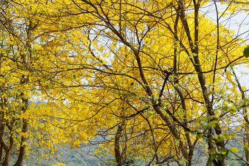 yellow nature