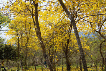 Fototapeta premium yellow nature