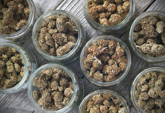 Dry and trimmed cannabis buds stored in a glas jars