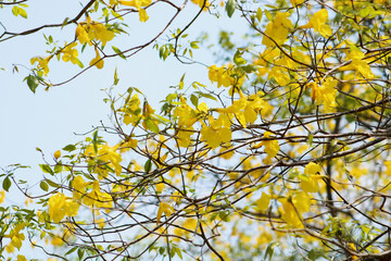yellow nature