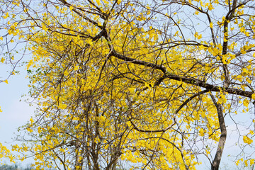 Fototapeta premium yellow nature
