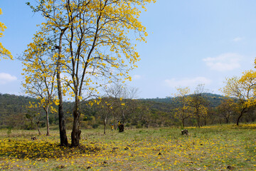 Fototapeta premium superfoto