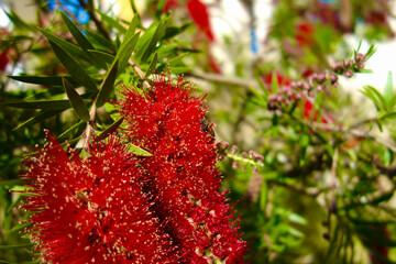 Plant with red flowers and a bee