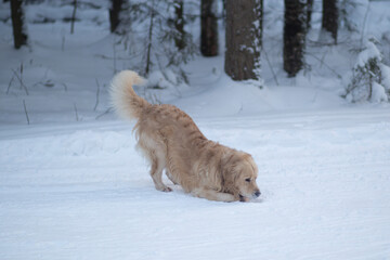 Walk with your dog in the forest in winter. Golden retriever.