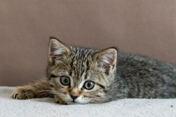 Portrait of a cute little kitten lying on the bed  at home