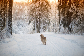 Walk with your dog in the forest in winter. Golden retriever.