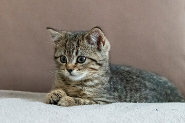 Portrait of a cute little kitten lying on the bed  at home