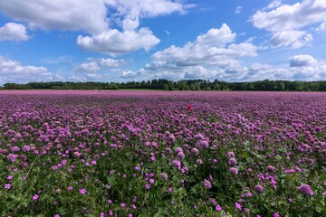 Field with blooming chives flowers in summer.
