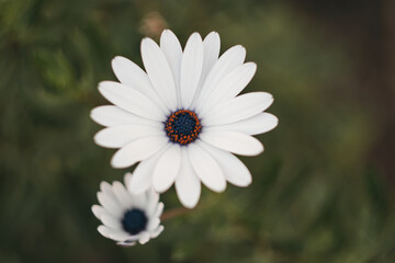 Fototapeta premium two white 