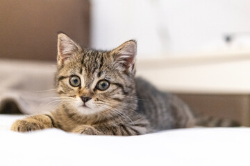 Portrait of a cute little kitten lying on the bed  at home