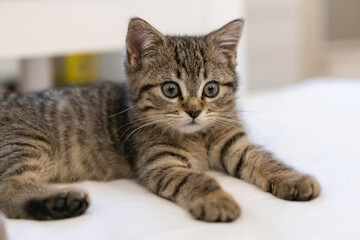 Fototapeta na wymiar Portrait of a cute little kitten lying on the bed at home