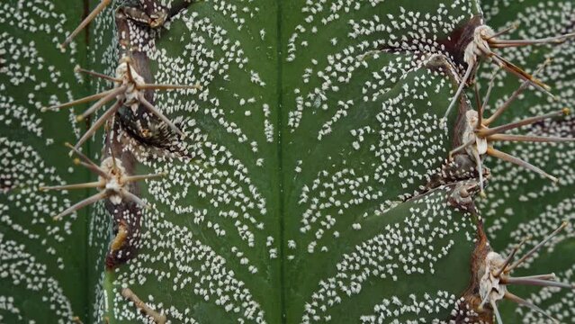 Close-up, the stalk of the cactus Astrophytum sp., white dots on a green background of the plant. Motorized dolly slider shot