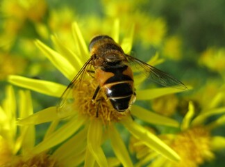 Drone fly (Eristalis tenax) feeding on a  Jacob's ragwort flower (Jacobaea Vulgaris)