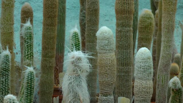 A group of vertical pubescent cacti in the greenhouse of the botanical garden. Motorized dolly slider shot.