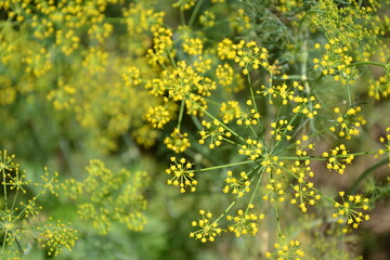 Dill plant in vegetable garden. Organic fresh herb. Dill umbrella with seeds. Countryside garden. Agriculture in the village.