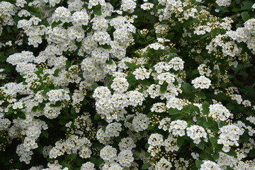 Spiraea thunbergii blooming bush. White flowers background. Shrub branches in white blossom. Beautiful summer nature.