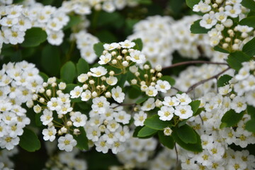 Spiraea thunbergii blooming bush. White flowers background. Shrub branches in white blossom. Beautiful summer nature.