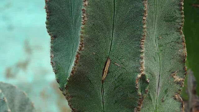 Close-up, the stalk of the cactus Astrophytum sp., white dots on a green background of the plant. Motorized dolly slider shot