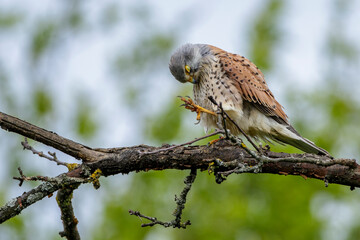Turmfalke (Falco tinnunculus) M&auml;nnchen bei der Gefiederpflege