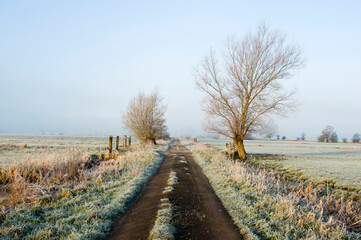 Frosty morning, Somerset Levels, England