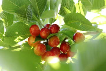 Cherry branch. Yellow and red ripe cherries.