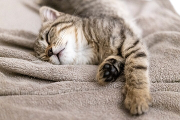 Portrait of a cute little kitten lying in soft blanket on the bed  at home