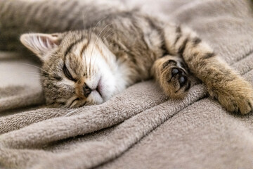 Portrait of a cute little kitten lying in soft blanket on the bed  at home