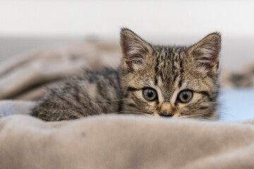 Portrait of a cute little kitten sitting in soft blanket on the bed  at home